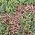 SEDUM ACRE, image _ab__is.image_number.default