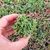 SEDUM ACRE, image _ab__is.image_number.default