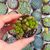 SEDUM LUCIDUM, image _ab__is.image_number.default