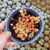 SEDUM TAKESIMENSE ATLANTIS, image , 2 image
