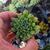 SEMPERVIVUM TECTORUM CV. ODDITY, image _ab__is.image_number.default