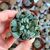 TITANOPSIS CALCAREA, image _ab__is.image_number.default