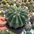 FEROCACTUS HORRIDUS BREVISPINUS, image , 2 image
