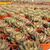ECHEVERIA FABIOLA, image _ab__is.image_number.default