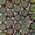 ECHEVERIA FABIOLA, image _ab__is.image_number.default