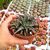 ALOE DESCOINGSII (CITES APPENDIX I), image , 2 image