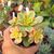 AEONIUM HAWORTHII DREAM COLOR, image 