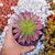 AEONIUM FIRECRACKER VARIEGATA, image 