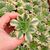 AEONIUM SUNBURST, image , 2 image