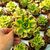 AEONIUM FLORESENS, image _ab__is.image_number.default
