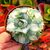 AGAVE POTATORUM VAR. VERSCHAFFELTII SHOJI- RAIJIN CV. MEDIOPICTA, image 