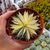 AGAVE FILIFERA VARIEGATA, image _ab__is.image_number.default