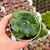 AGAVE POTATORUM V. JAPAN, image _ab__is.image_number.default