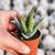 ALOE HUMILIS, image , 3 image