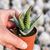 ALOE HUMILIS, image _ab__is.image_number.default