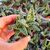 ALOE VARIEGATA, image 