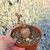 AMPELOCISSUS MARTINI, image _ab__is.image_number.default