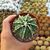 ASTROPHYTUM MYRIOSTIGMA FUKURYU TYPE B, image , 3 image