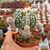 ASTROPHYTUM MYRIOSTIGMA CV. HAKUUN FUKURYU, image , 3 image