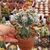 ASTROPHYTUM MYRIOSTIGMA CV. HAKUUN FUKURYU, image 