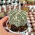 ASTROPHYTUM MYRIOSTIGMA FUJIYAMA AKWO, image _ab__is.image_number.default