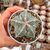 ASTROPHYTUM MYRIOSTIGMA FUKURYU HANNYA, image 