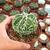 ASTROPHYTUM MYRIOSTIGMA FUKURYU TYPE B, image _ab__is.image_number.default