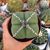 ASTROPHYTUM MYRIOSTIGMA QUADRICOSTATUM NUDUM, image 