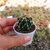 ASTROPHYTUM ORNATUM FUKURYU, image 