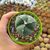 ASTROPHYTUM MYRIOSTIGMA TRICOSTATUM NUDUM, image 