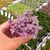 CALLISIA REPENS PINK LADY, image _ab__is.image_number.default