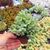 COTYLEDON PENDENS, image _ab__is.image_number.default