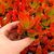 CRASSULA CAMPFIRE, image 