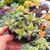 CRASSULA RUPESTRIS SUBS. COMMUTATA, image _ab__is.image_number.default