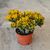 CRASSULA OVATA GOLLUM TRICOLOR, image _ab__is.image_number.default