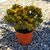 CRASSULA OVATA GOLLUM TRICOLOR, image 