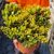 CRASSULA OVATA GOLLUM TRICOLOR, image _ab__is.image_number.default
