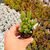 CRASSULA OVATA GOLLUM, image , 3 image