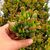 CRASSULA OVATA GOLLUM, image , 2 image