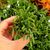 CRASSULA LYCOPODIOIDES, image , 2 image