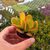 CRASSULA PORTULACEA TRICOLOR, image 