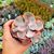 ECHEVERIA BEYONCE VARIEGATA, image , 4 image