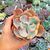 ECHEVERIA BEYONCE VARIEGATA, image , 2 image
