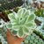 ECHEVERIA LEMON LIME VARIEGATA, image 