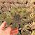 ECHEVERIA MENSA, image 