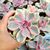 ECHEVERIA PERLE VON NURNBERG RAINBOW, image 