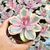 ECHEVERIA PERLE VON NURNBERG RAINBOW, image , 2 image