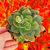 ECHEVERIA SALSA VERDE, image _ab__is.image_number.default