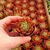 ECHEVERIA AGAVOIDES, image _ab__is.image_number.default
