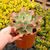 ECHEVERIA CHANTILLY OCTOPUS, image _ab__is.image_number.default